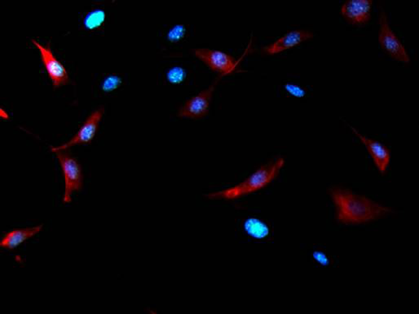 Donkey Anti-Goat IgG antibody (HRP). GTX232040-01