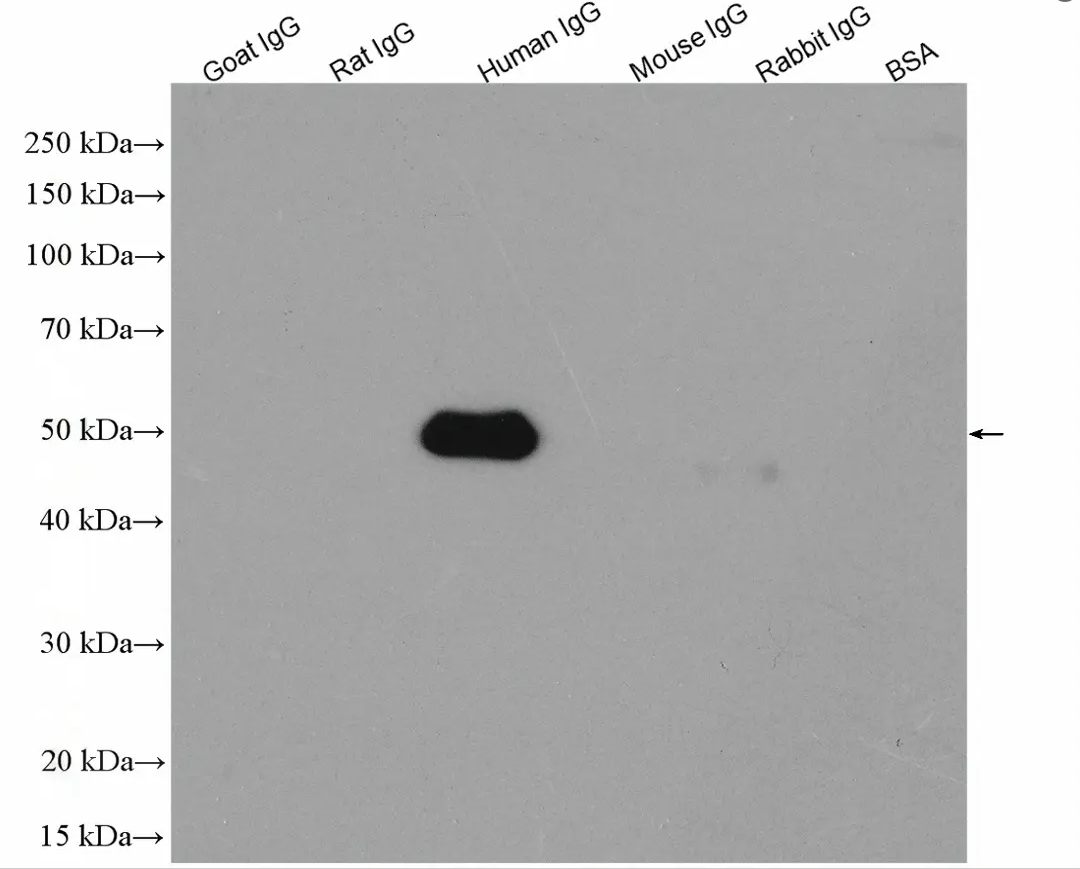 Donkey Anti-Goat IgG antibody (HRP). GTX232040-01