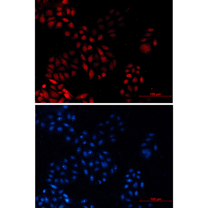 Donkey Anti-Goat IgG antibody (HRP). GTX232040-01