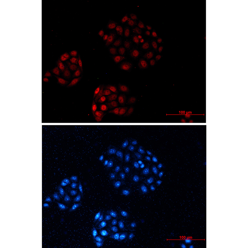 Donkey Anti-Goat IgG antibody (HRP). GTX232040-01