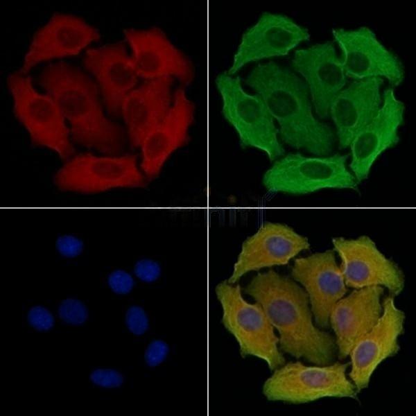 Donkey Anti-Goat IgG antibody (HRP). GTX232040-01