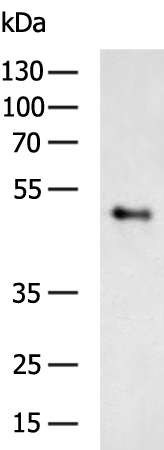 Donkey Anti-Goat IgG antibody (HRP). GTX232040-01