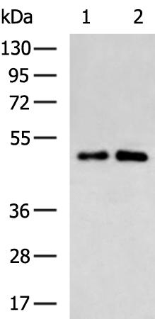Donkey Anti-Goat IgG antibody (HRP). GTX232040-01