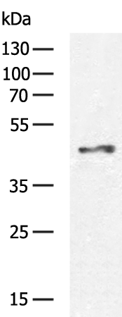Donkey Anti-Goat IgG antibody (HRP). GTX232040-01