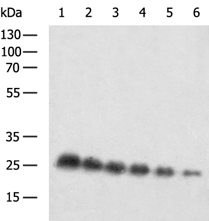 Donkey Anti-Goat IgG antibody (HRP). GTX232040-01