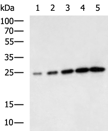 Donkey Anti-Goat IgG antibody (HRP). GTX232040-01