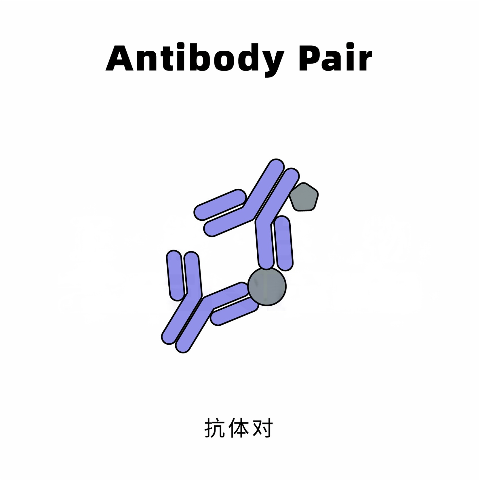Donkey Anti-Goat IgG antibody (HRP). GTX232040-01