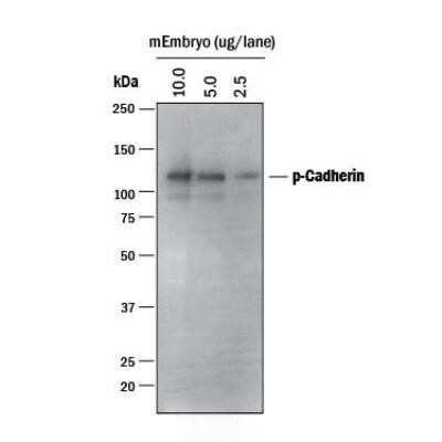 Donkey Anti-Goat IgG antibody (HRP). GTX232040-01