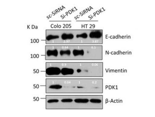 Donkey Anti-Goat IgG antibody (HRP). GTX232040-01