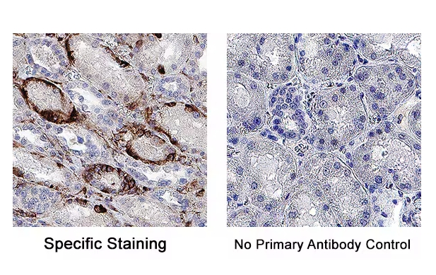 Donkey Anti-Goat IgG antibody (HRP). GTX232040-01