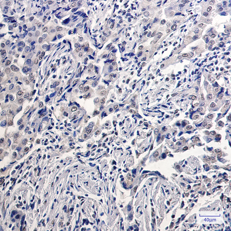 Donkey Anti-Goat IgG antibody (HRP). GTX232040-01