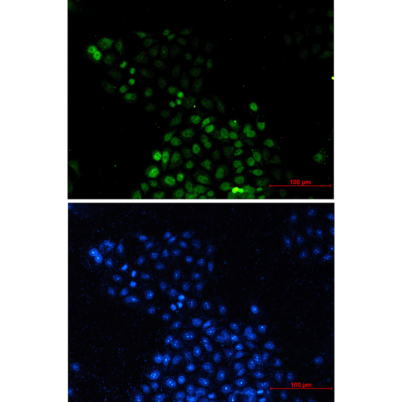 Donkey Anti-Goat IgG antibody (HRP). GTX232040-01