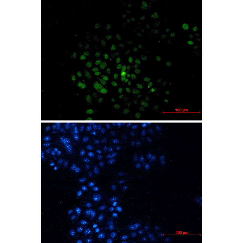 Donkey Anti-Goat IgG antibody (HRP). GTX232040-01