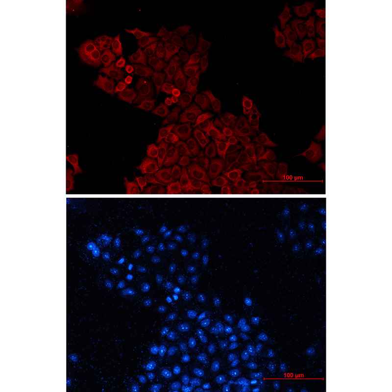 Donkey Anti-Goat IgG antibody (HRP). GTX232040-01