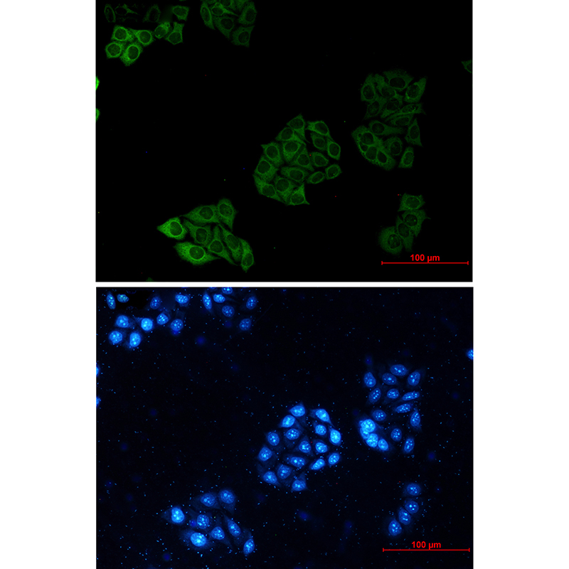 Donkey Anti-Goat IgG antibody (HRP). GTX232040-01