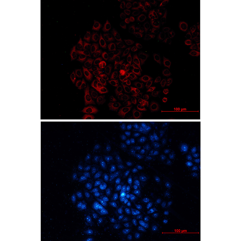 Donkey Anti-Goat IgG antibody (HRP). GTX232040-01