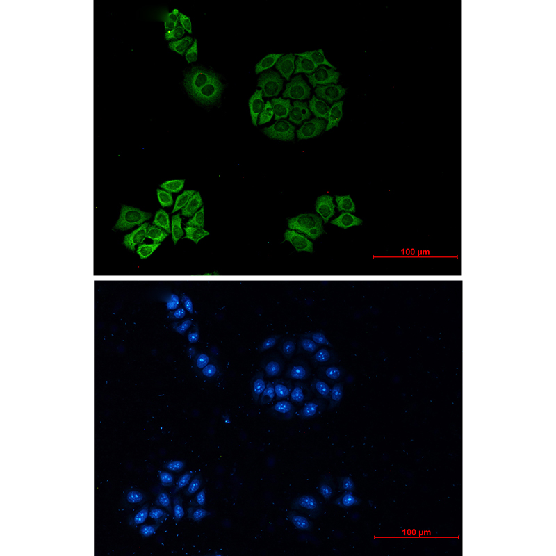Donkey Anti-Goat IgG antibody (HRP). GTX232040-01