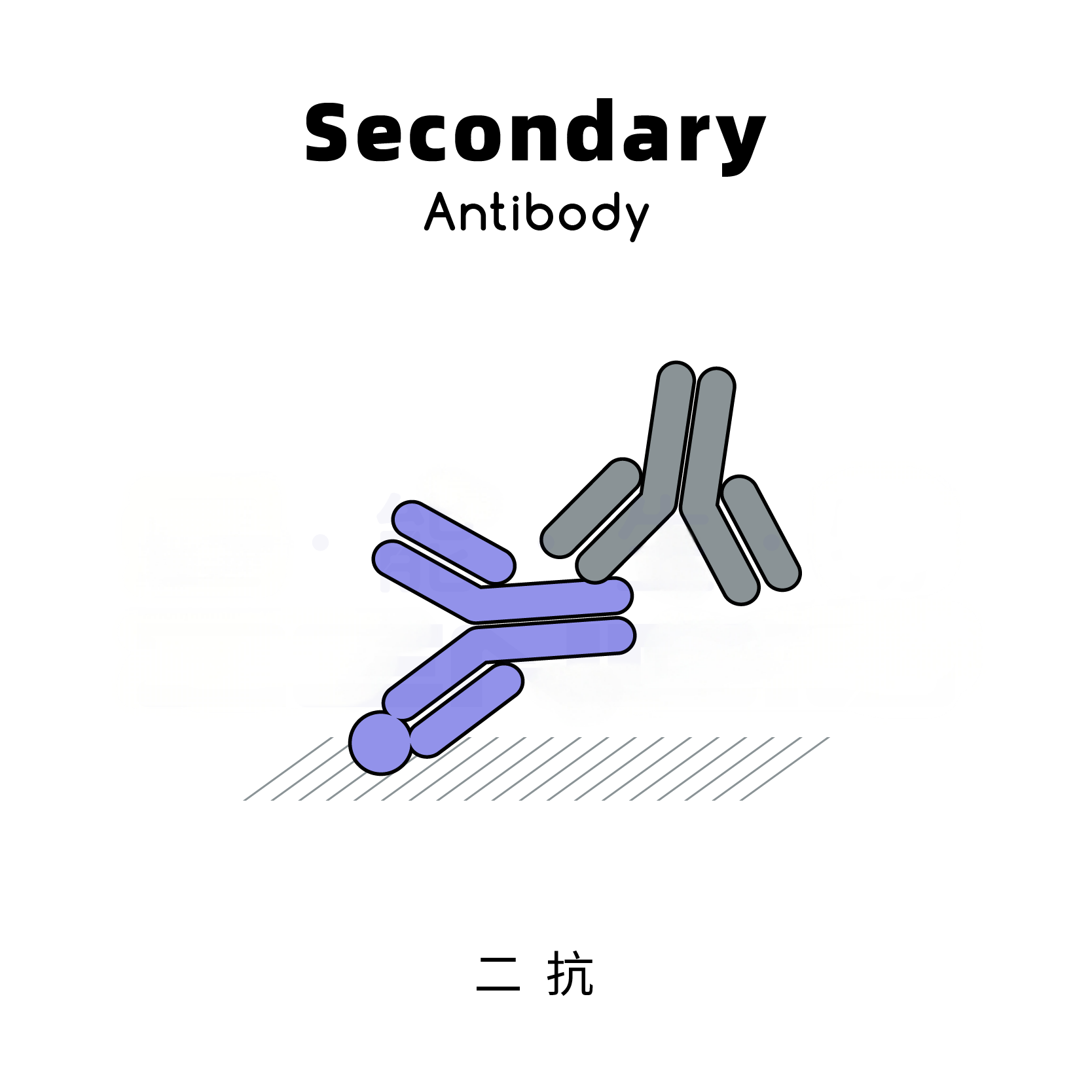 Donkey Anti-Goat IgG antibody (HRP). GTX232040-01