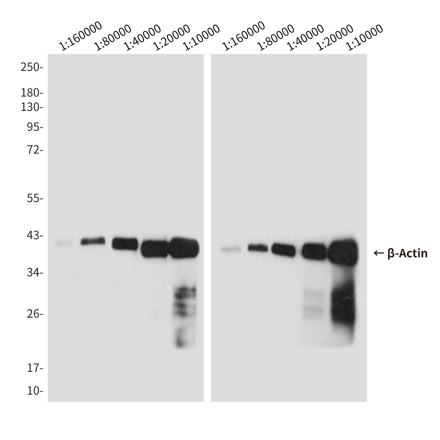 Donkey Anti-Goat IgG antibody (HRP). GTX232040-01