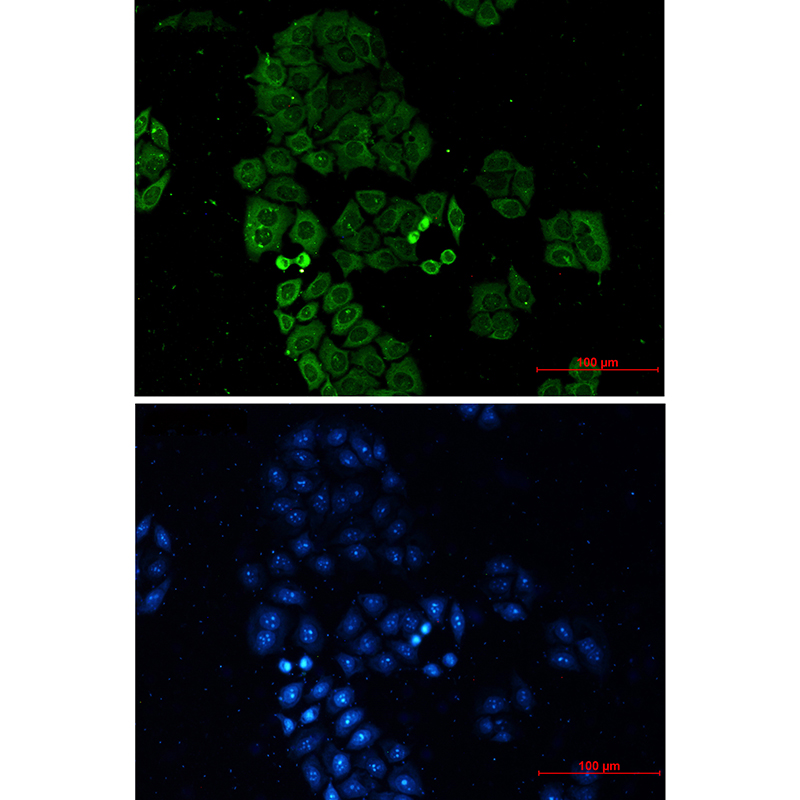 Donkey Anti-Goat IgG antibody (HRP). GTX232040-01