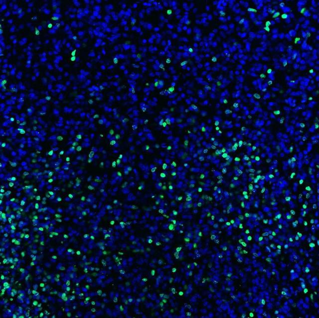 Donkey Anti-Goat IgG antibody (HRP). GTX232040-01