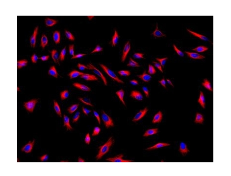 Donkey Anti-Goat IgG antibody (HRP). GTX232040-01