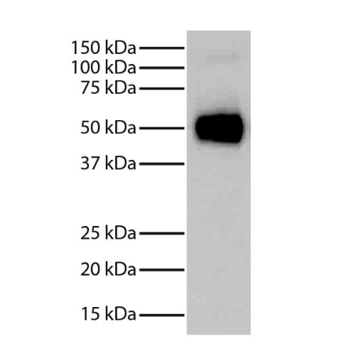Donkey Anti-Goat IgG antibody (HRP). GTX232040-01