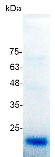 Donkey Anti-Goat IgG antibody (HRP). GTX232040-01