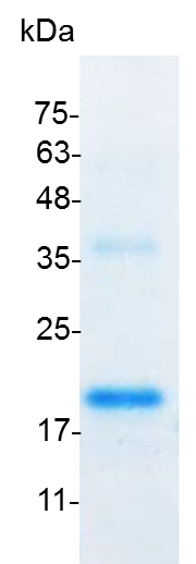 Donkey Anti-Goat IgG antibody (HRP). GTX232040-01