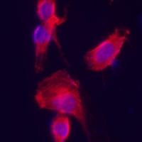 Donkey Anti-Goat IgG antibody (HRP). GTX232040-01