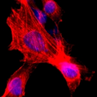 Donkey Anti-Goat IgG antibody (HRP). GTX232040-01