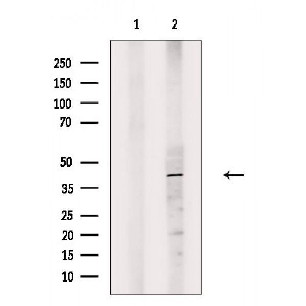 Donkey Anti-Goat IgG antibody (HRP). GTX232040-01