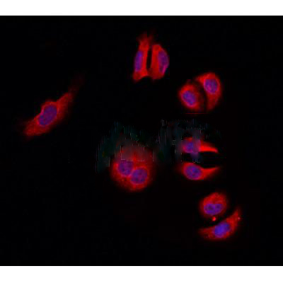 Donkey Anti-Goat IgG antibody (HRP). GTX232040-01