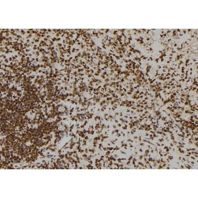 Donkey Anti-Goat IgG antibody (HRP). GTX232040-01