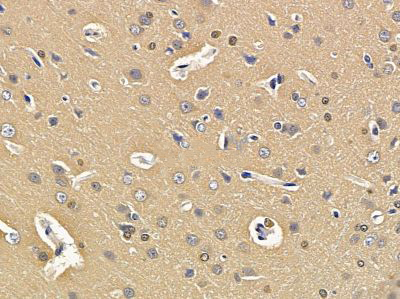 Donkey Anti-Goat IgG antibody (HRP). GTX232040-01