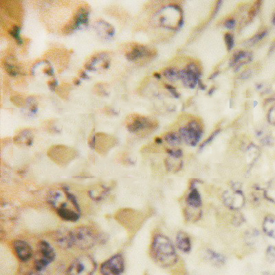 Donkey Anti-Goat IgG antibody (HRP). GTX232040-01