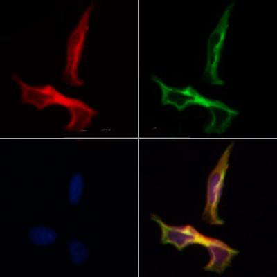 Donkey Anti-Goat IgG antibody (HRP). GTX232040-01