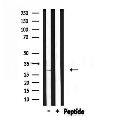 Donkey Anti-Goat IgG antibody (HRP). GTX232040-01