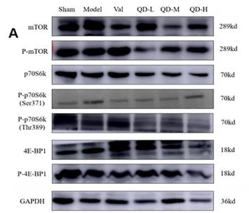 Donkey Anti-Goat IgG antibody (HRP). GTX232040-01