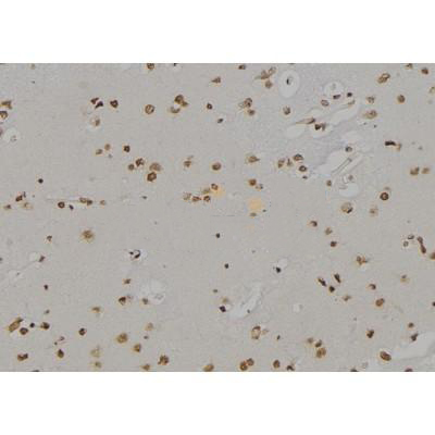 Donkey Anti-Goat IgG antibody (HRP). GTX232040-01