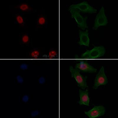 Donkey Anti-Goat IgG antibody (HRP). GTX232040-01