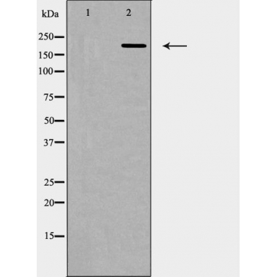Donkey Anti-Goat IgG antibody (HRP). GTX232040-01