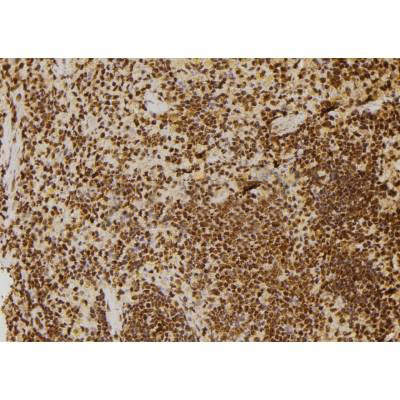 Donkey Anti-Goat IgG antibody (HRP). GTX232040-01