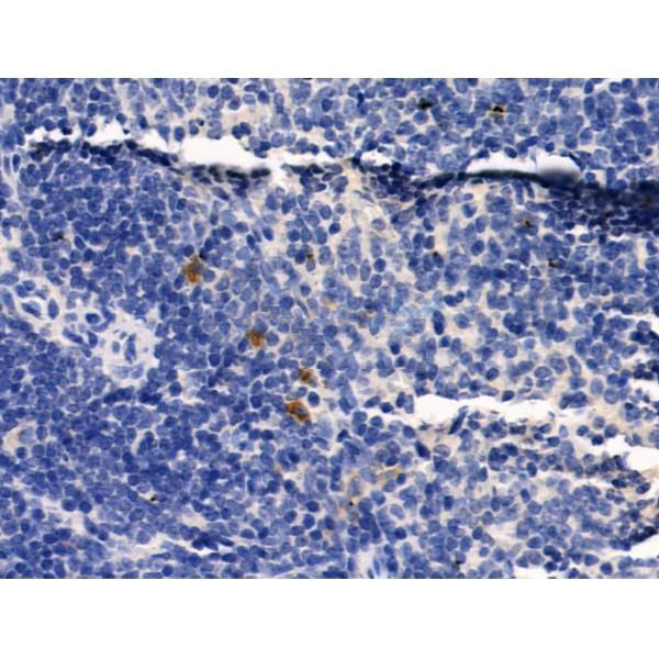 Donkey Anti-Goat IgG antibody (HRP). GTX232040-01