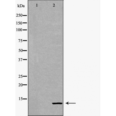 Donkey Anti-Goat IgG antibody (HRP). GTX232040-01