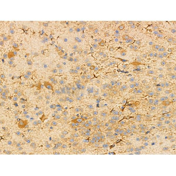 Donkey Anti-Goat IgG antibody (HRP). GTX232040-01
