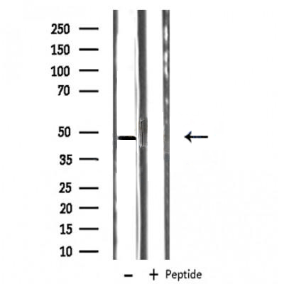 Donkey Anti-Goat IgG antibody (HRP). GTX232040-01