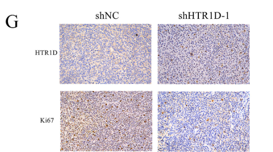 Donkey Anti-Goat IgG antibody (HRP). GTX232040-01