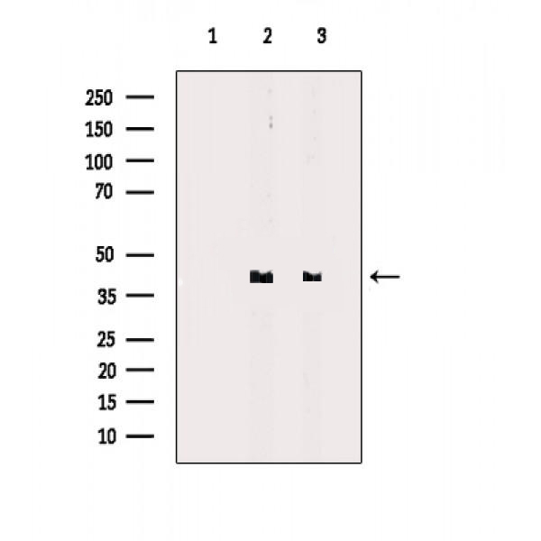 Donkey Anti-Goat IgG antibody (HRP). GTX232040-01
