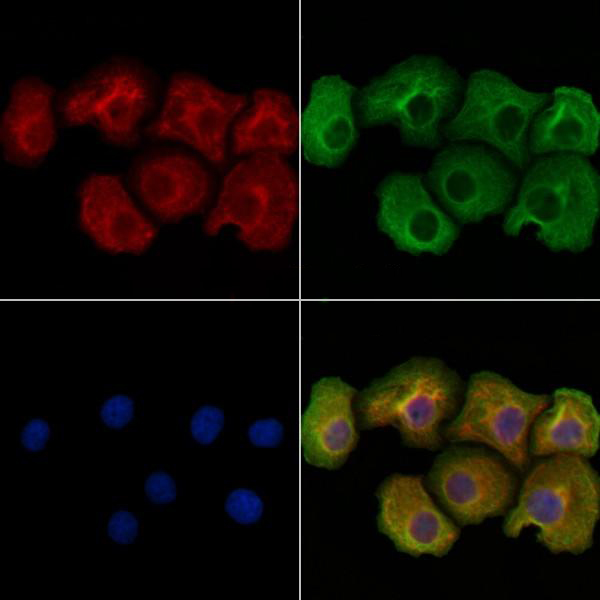 Donkey Anti-Goat IgG antibody (HRP). GTX232040-01